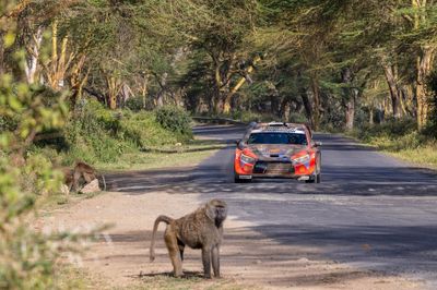 WRC Rally Kenya - Day 4